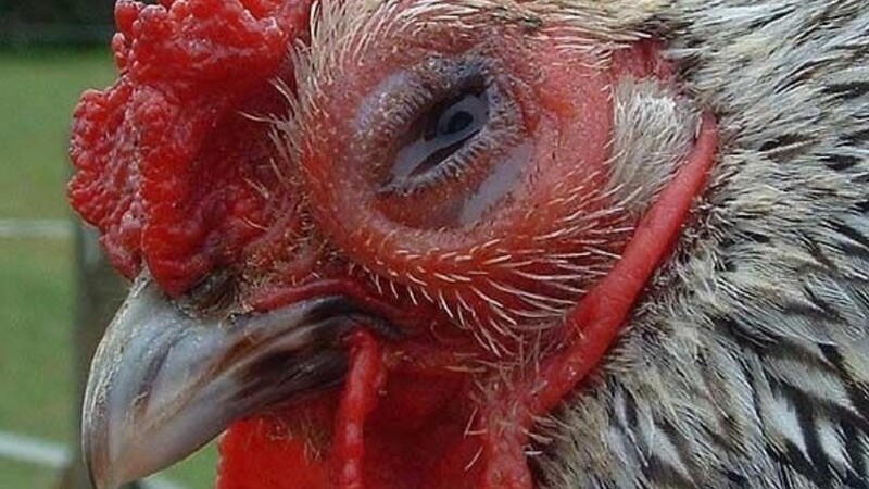 Tụ huyết trùng là bệnh khó chữa ở gà
