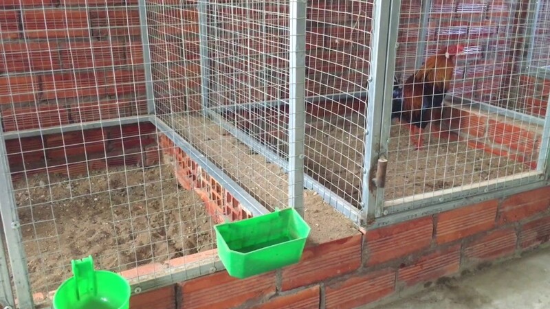 Chuồng trại nuôi gà cần thông thoáng, khô ráo và được giữ sạch sẽ